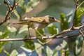Two-barred Warbler Phylloscopus plumbeitarsus