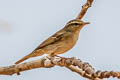 Two-barred Warbler Phylloscopus plumbeitarsus