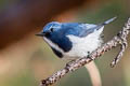 Ultramarine Flycatcher Ficedula superciliaris aestigma