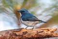 Ultramarine Flycatcher Ficedula superciliaris aestigma