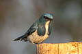 Ultramarine Flycatcher Ficedula superciliaris aestigma