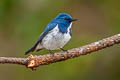 Ultramarine Flycatcher Ficedula superciliaris aestigma