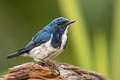 Ultramarine Flycatcher Ficedula superciliaris aestigma