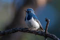 Ultramarine Flycatcher Ficedula superciliaris aestigma