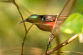 Van Hasselt's Sunbird Leptocoma brasiliana brasiliana (Maroon-bellied Sunbird)