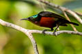 Van Hasselt's Sunbird Leptocoma brasiliana brasiliana (Maroon-bellied Sunbird)