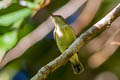 Van Hasselt's Sunbird Leptocoma brasiliana brasiliana (Maroon-bellied Sunbird)