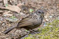 Variable Limestone Babbler Gypsophila crispifrons