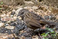 Variable Limestone Babbler Gypsophila crispifrons