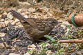 Variable Limestone Babbler Gypsophila crispifrons