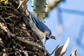 Velvet-fronted Nuthatch Sitta frontalis frontalis