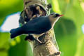 Velvet-fronted Nuthatch Sitta frontalis saturatior