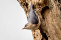 Velvet-fronted Nuthatch Sitta frontalis frontalis