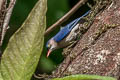 Velvet-fronted Nuthatch Sitta frontalis frontalis