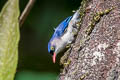 Velvet-fronted Nuthatch Sitta frontalis frontalis