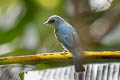 Verditer Flycatcher Eumyias thalassinus thallasoides