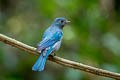 Verditer Flycatcher Eumyias thalassinus thallasoides