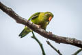 Vernal Hanging Parrot Loriculus vernalis