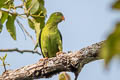 Vernal Hanging Parrot Loriculus vernalis