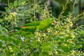 Vernal Hanging Parrot Loriculus vernalis