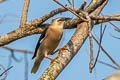 Vinous-breasted Myna Acridotheres leucocephalus