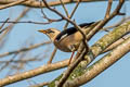 Vinous-breasted Myna Acridotheres leucocephalus