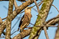 Vinous-breasted Myna Acridotheres leucocephalus