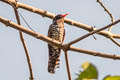 Violet Cuckoo Chrysococcyx xanthorhynchus xanthorhynchus