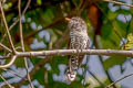 Violet Cuckoo Chrysococcyx xanthorhynchus xanthorhynchus