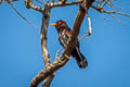 Violet Cuckoo Chrysococcyx xanthorhynchus xanthorhynchus