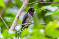 Violet Cuckoo Chrysococcyx xanthorhynchus xanthorhynchus