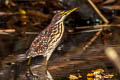 Von Schrenck's Bittern Botaurus eurhythmus 