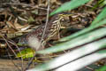 Von Schrenck's Bittern Botaurus eurhythmus 