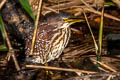 Von Schrenck's Bittern Botaurus eurhythmus 