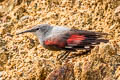 Wallcreeper Tichodroma muraria nepalensis