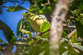 Wedge-tailed Green Pigeon Treron sphenurus sphenurus