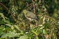 Wedge-tailed Green Pigeon Treron sphenurus sphenurus