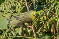 Wedge-tailed Green Pigeon Treron sphenurus sphenurus