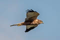 Western Marsh Western Circus aeruginosus aeruginosus