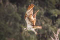 Osprey Pandion haliaetus haliaetus 