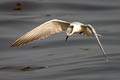 Whiskered Tern Chlidonias hybrida javanicus