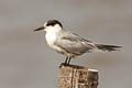 Whiskered Tern Chlidonias hybrida javanicus