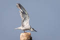 Whiskered Tern Chlidonias hybrida javanicus