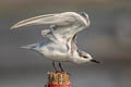 Whiskered Tern Chlidonias hybrida javanicus