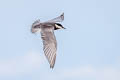 Whiskered Tern Chlidonias hybrida javanicus