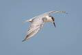 Whiskered Tern Chlidonias hybrida javanicus