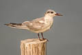 Whiskered Tern Chlidonias hybrida javanicus