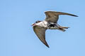 Whiskered Tern Chlidonias hybrida javanicus