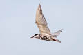 Whiskered Tern Chlidonias hybrida javanicus