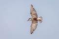 Whiskered Tern Chlidonias hybrida javanicus